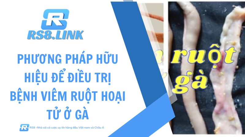 bệnh viêm ruột hoại tử ở gà