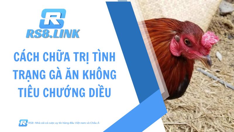 gà ăn không tiêu chướng diều