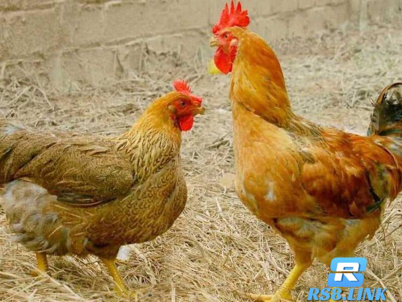 Cách phòng tránh để gà bị bệnh viêm ruột tiêu chảy
