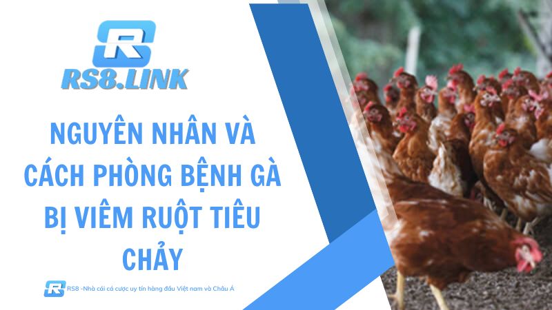 gà bị viêm ruột tiêu chảy